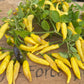 Chilli, Aji Pineapple