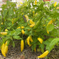Chilli, Aji Pineapple