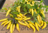 Chilli, Aji Pineapple