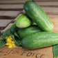 Cucumber, Boston Pickling