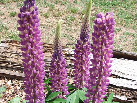 Lupin Russell Purple - LifeForce Seeds