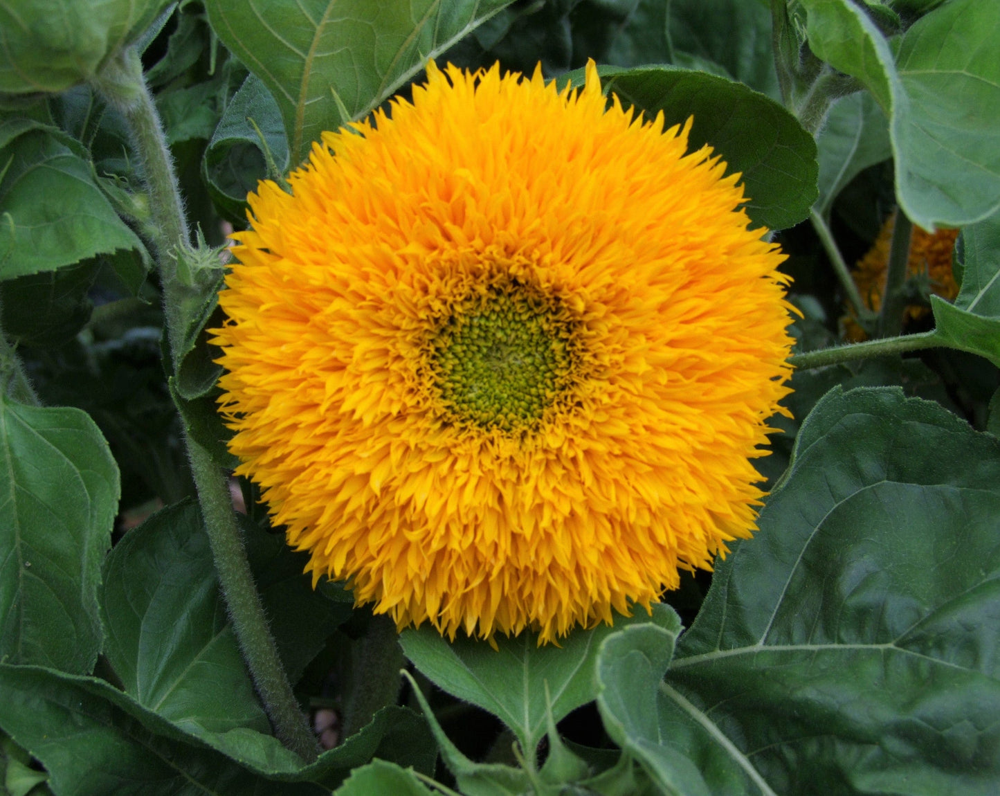 Sunflower Teddy Bear - LifeForce Seeds