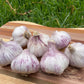 Garlic Italian Purple (2 Bulbs) - LifeForce Seeds