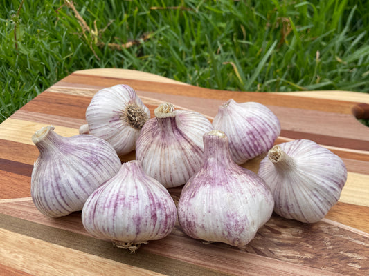 Garlic Italian Purple (2 Bulbs) - LifeForce Seeds