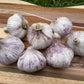 Garlic Italian Purple (2 Bulbs) - LifeForce Seeds