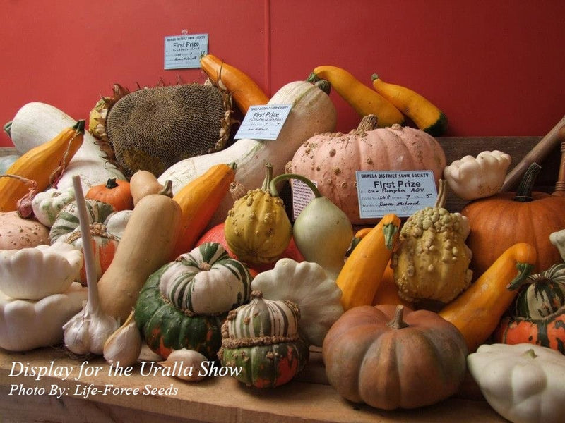 Heirloom vegetable seeds including pumpkin and squash, available online Australia