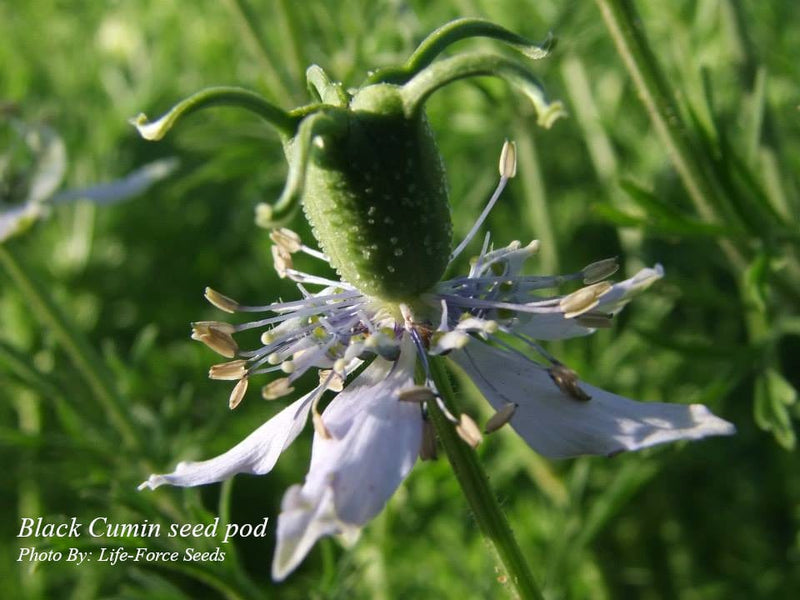 Herb and spice seeds for fresh herbs in Australian home gardens.