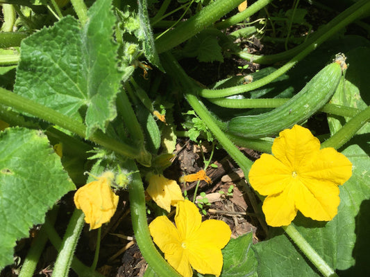 Cucumber, Lebanese - LifeForce Seeds