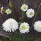 Scabiosa Snow Maiden - LifeForce Seeds