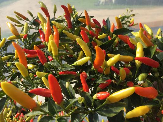 Chilli, Tabasco - LifeForce Seeds