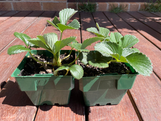 Strawberry Pineberry Plant - LifeForce Seeds