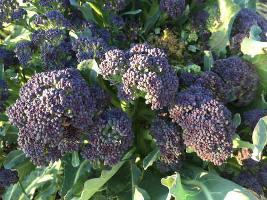 Broccoli Rudolph Early Purple