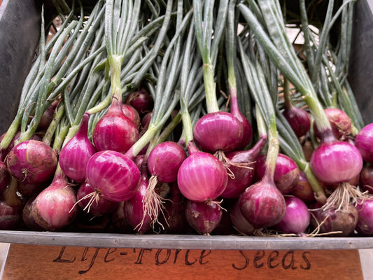 Onion Purplette - LifeForce Seeds