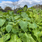 Perilla/Shiso, Green