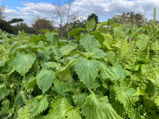 Perilla/Shiso, Green
