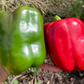 Capsicum, Californian Wonder