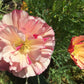 California Poppy Thai Silk Appleblossom Chiffon - LifeForce Seeds