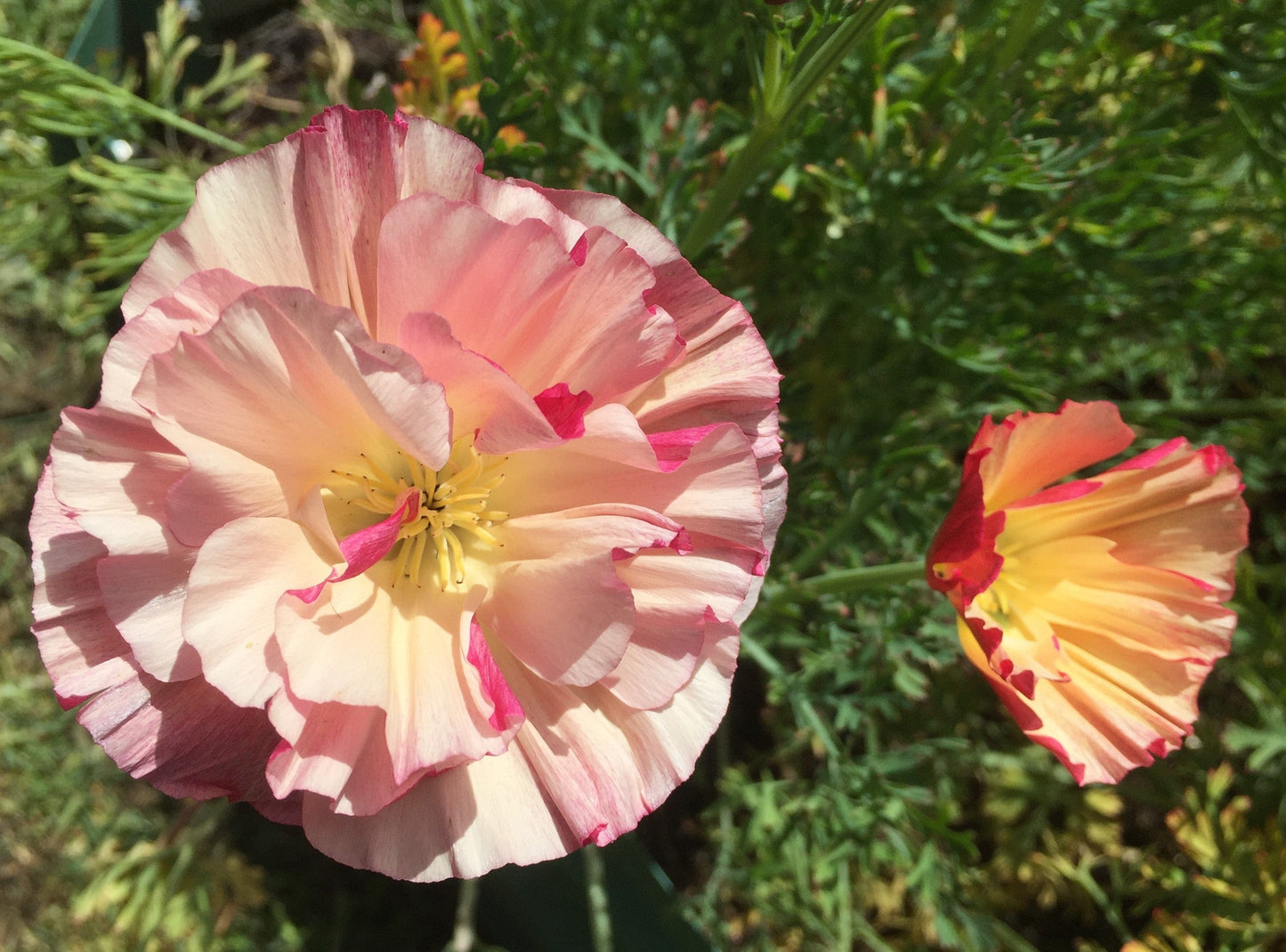 California Poppy Thai Silk Appleblossom Chiffon - LifeForce Seeds