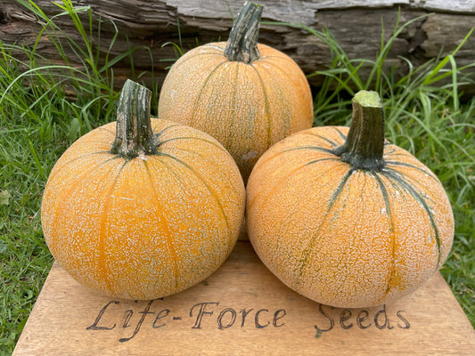 Pumpkin, Winter Luxury - LifeForce Seeds