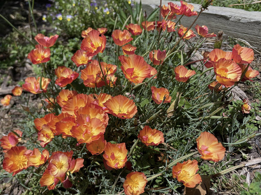 Californian poppy Apricot Chiffon - LifeForce Seeds