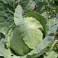 Cabbage Sugarloaf - LifeForce Seeds