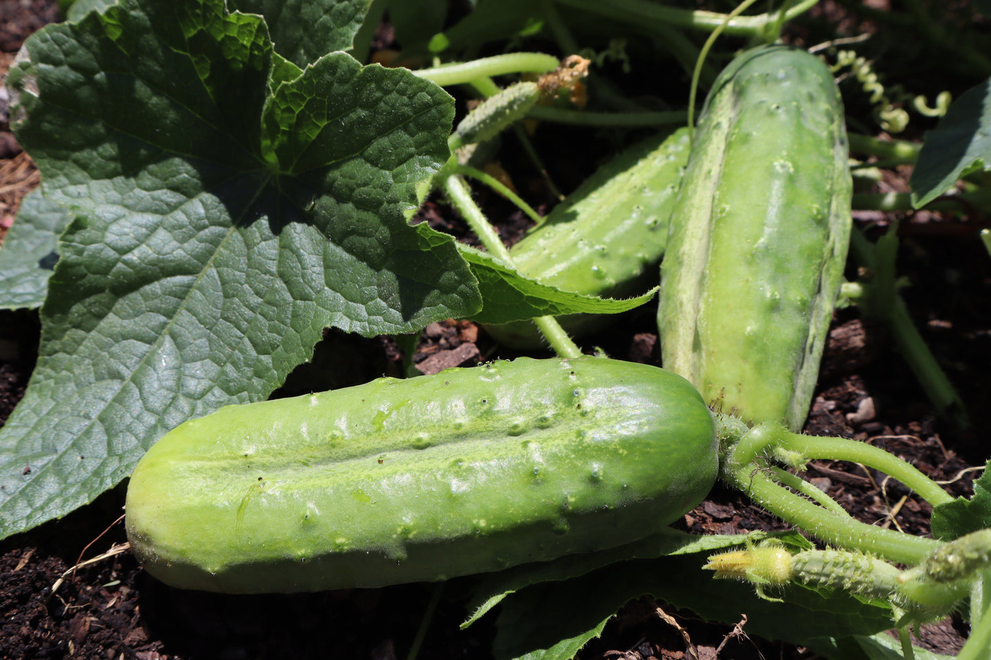 Cucumber, Boston Pickling - LifeForce Seeds