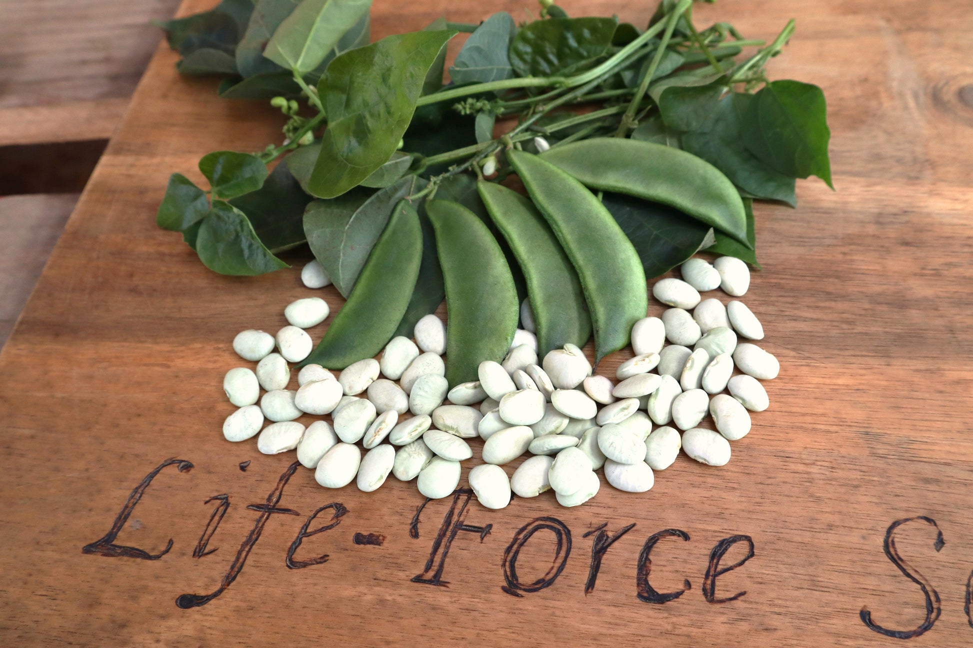 Bean Bush Lima, Baby Thorogreen - LifeForce Seeds