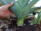 Leek, Giant Carentan