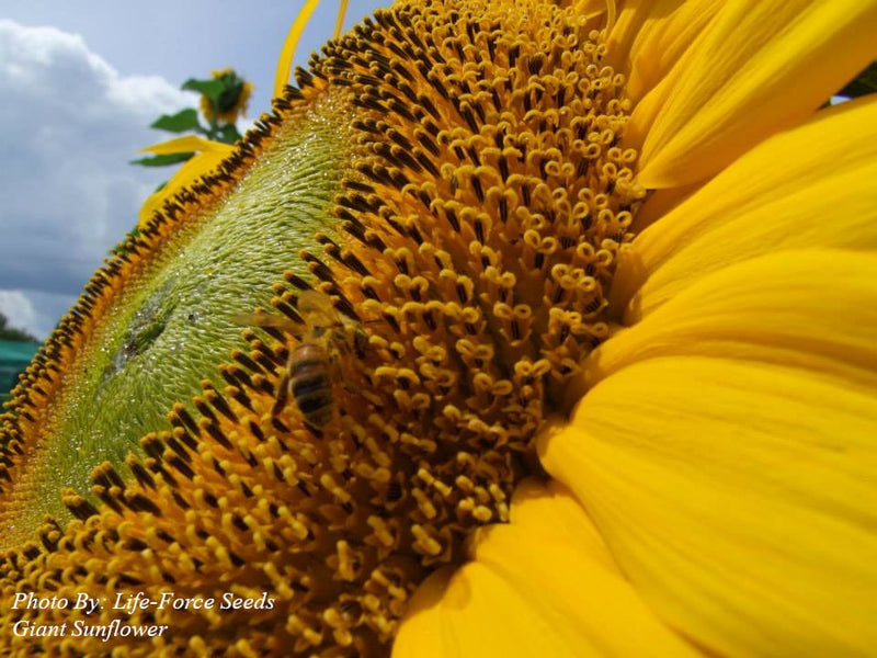 Open- pollinated flowers seeds for colourful Australian gardens