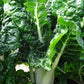 Silverbeet/ Swiss Chard, Fordhook Giant - LifeForce Seeds