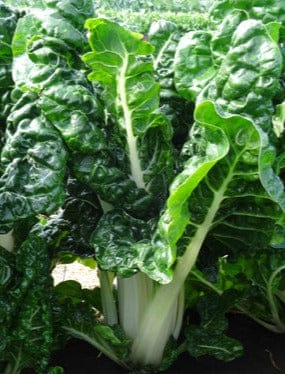 Silverbeet/ Swiss Chard, Fordhook Giant - LifeForce Seeds