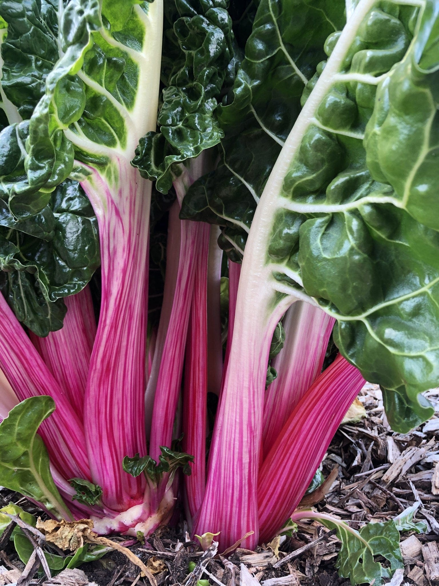 Silverbeet/ Swiss Chard, Peppermint - LifeForce Seeds