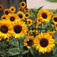 Sunflower, Soraya - LifeForce Seeds