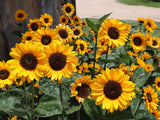 Sunflower, Soraya - LifeForce Seeds