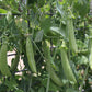 Pea Climbing, Sugar Snap - LifeForce Seeds