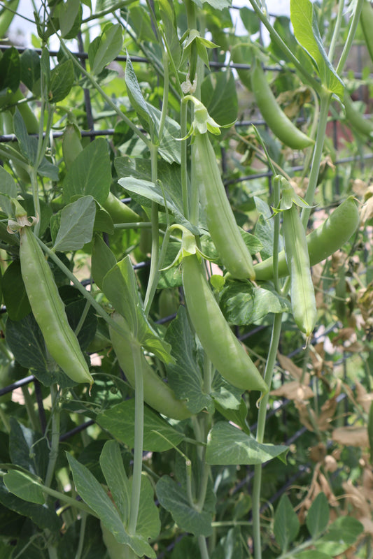 Pea Climbing, Sugar Snap - LifeForce Seeds