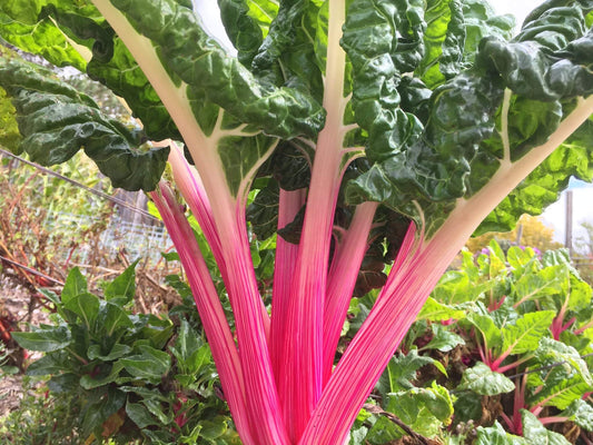 Silverbeet/ Swiss Chard, Peppermint - LifeForce Seeds