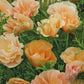 Californian poppy Thai Silk Pink Champaign - LifeForce Seeds