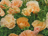 Californian poppy Thai Silk Pink Champaign - LifeForce Seeds
