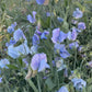Sweet pea, Turquoise Lagoon - LifeForce Seeds