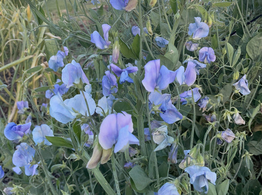 Sweet pea, Turquoise Lagoon - LifeForce Seeds