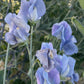 Sweet pea, Turquoise Lagoon - LifeForce Seeds