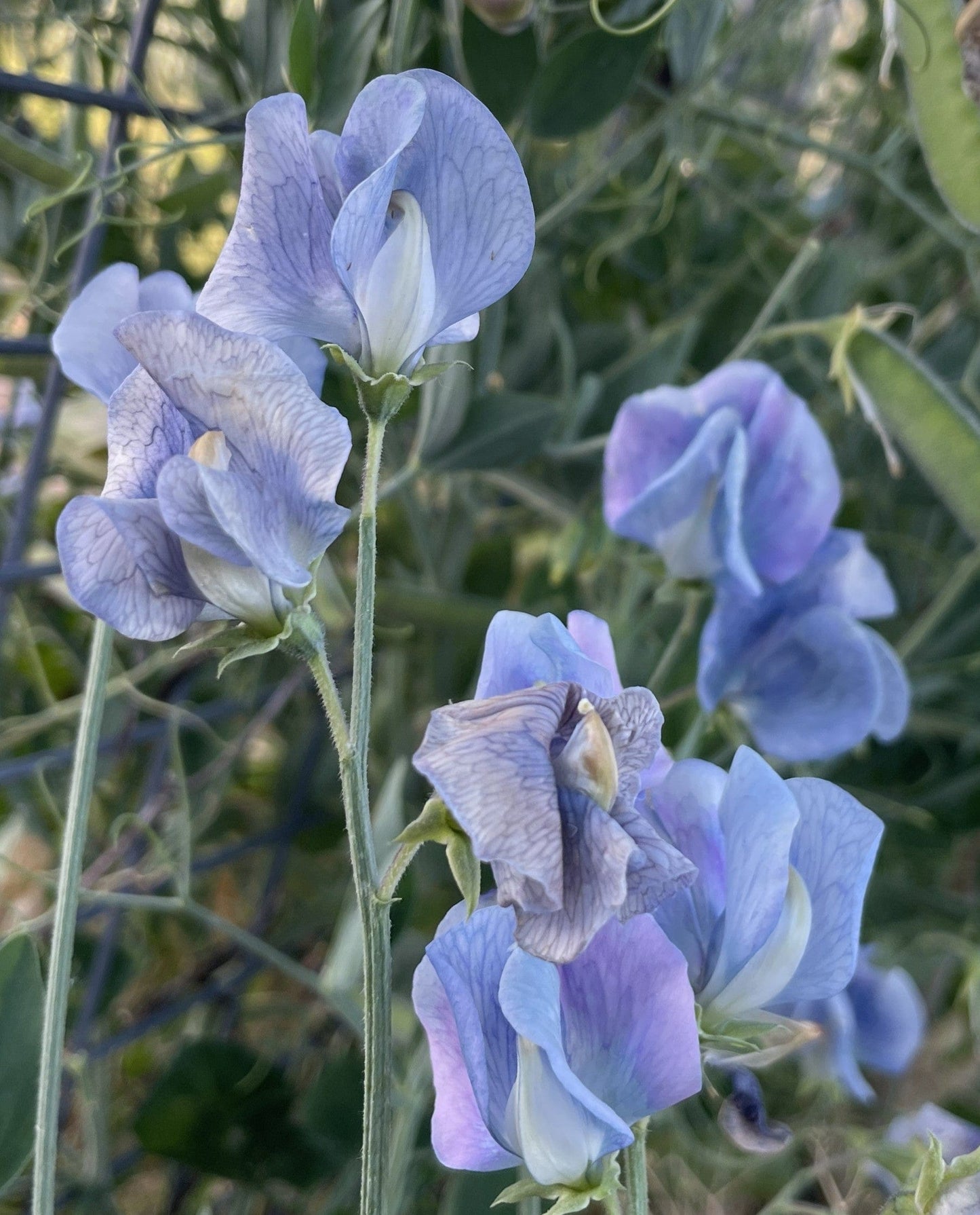 Sweet pea, Turquoise Lagoon - LifeForce Seeds