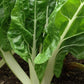 Silverbeet/ Swiss Chard, Fordhook Giant - LifeForce Seeds