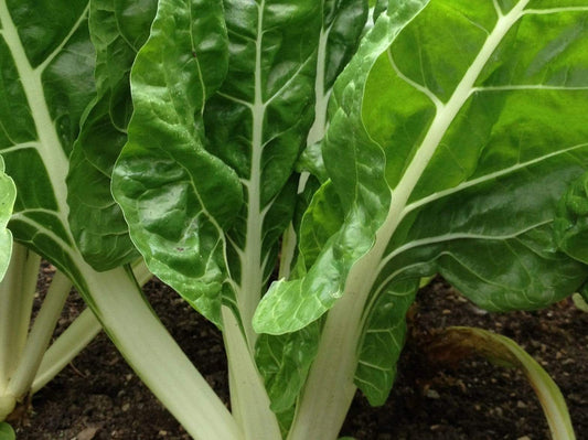 Silverbeet/ Swiss Chard, Fordhook Giant - LifeForce Seeds