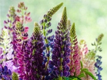 Lupin Russell Purple - LifeForce Seeds