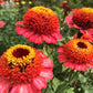 Zinnia, Zinderella Peach