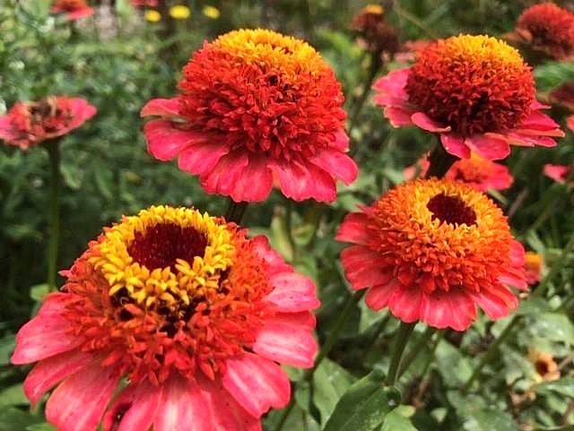 Zinnia, Zinderella Peach