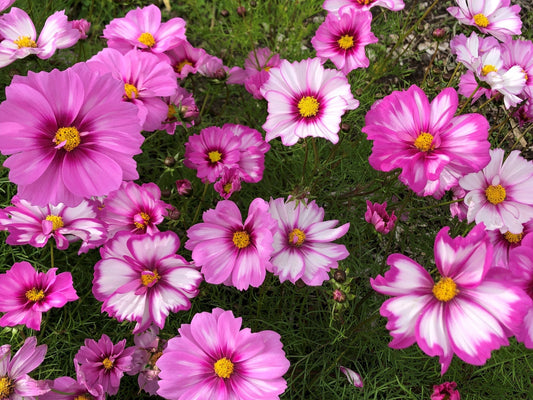 Cosmos, Capriola - LifeForce Seeds