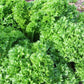 Lettuce Wasabi - LifeForce Seeds